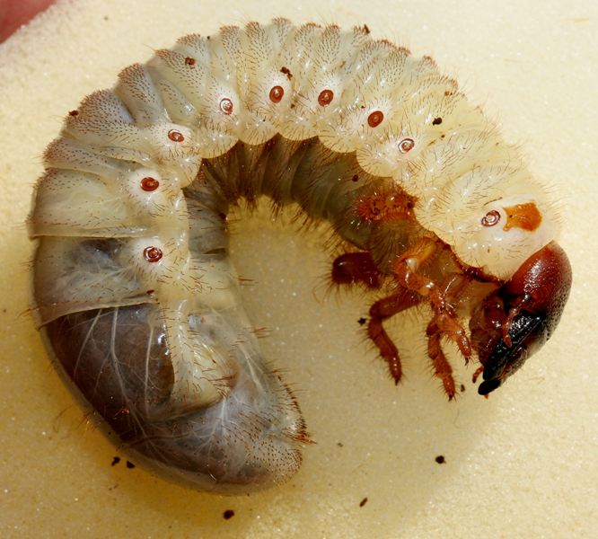 Larva di cetoniidae